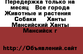 Передержка только на месяц - Все города Животные и растения » Собаки   . Ханты-Мансийский,Ханты-Мансийск г.